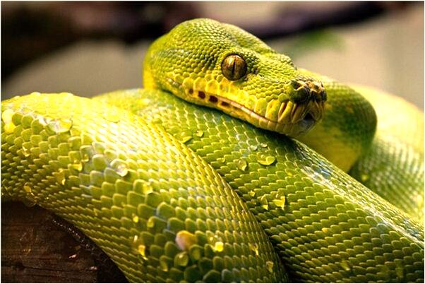 夢到了女人自己月經來了有什麼預兆_周公解夢官網