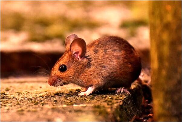 夢到了好多蛇在吃飯的飯館是好是壞_周公解夢官網