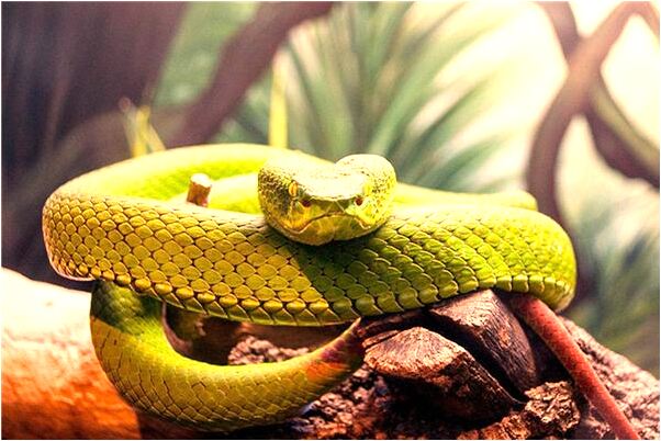 夢見療陰莖是不是好的徵兆呢_周公解夢官網