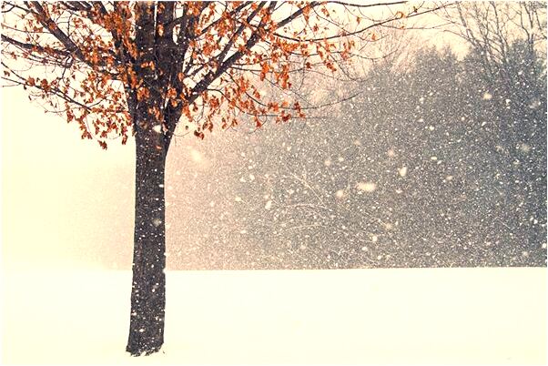 夢到種滿花草怎么說_周公解夢官網