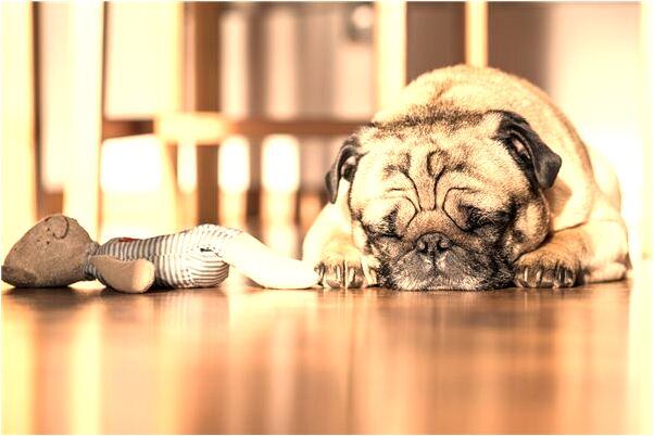 夢到小孩被汽車碾壓未死是不是好的徵兆呢_周公解夢官網