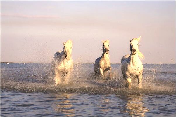 夢見掉入魚缸魚溢出死亡是什麼預兆_周公解夢官網