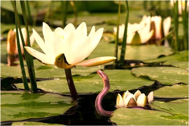夢到陪曾經喜歡的男孩買茶葉是什麼預兆_周公解夢官網