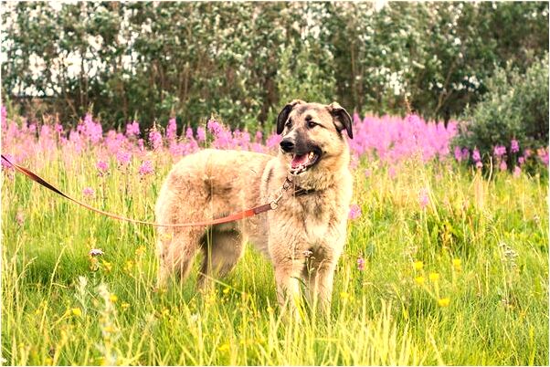 夢到了魚流血預兆了什麼嗎_周公解夢官網