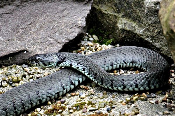 屬蛇的人性格好壞呢_十二生肖