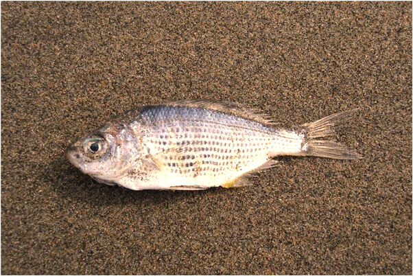 夢到排隊食堂打米飯是好的徵兆嗎_周公解夢官網