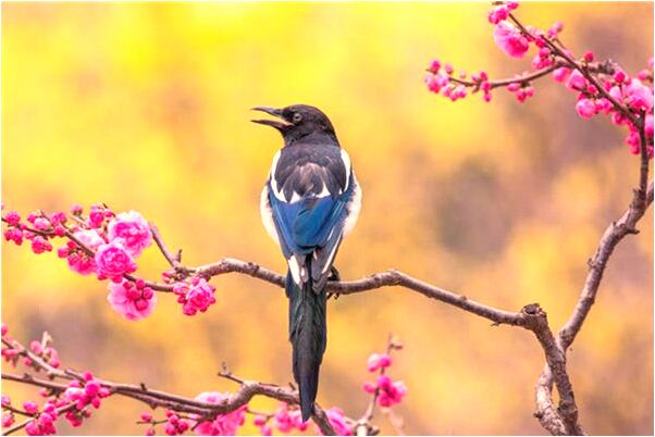 夢到了身上都是牛屎有什麼含義_周公解夢官網