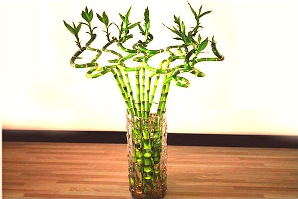 夢到老婆鞋太大送給我弟弟意味什麼_周公解夢官網