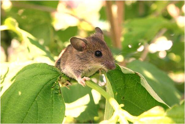 夢到了老公拉屎在被窩裡拉屎是什麼意思_周公解夢官網