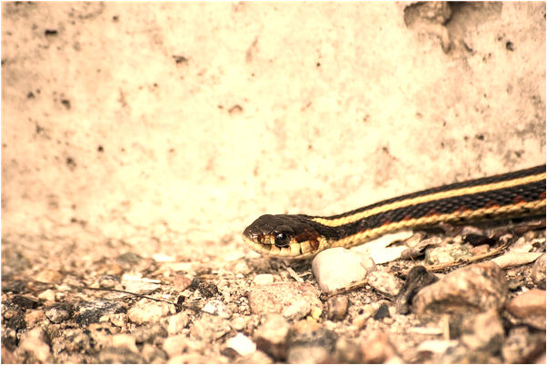 夢到男朋友被人砍出血有什麼徵兆_周公解夢官網