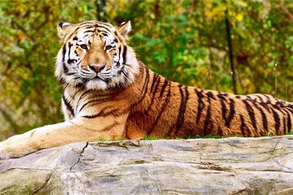 屬虎屬相婚配表_十二生肖