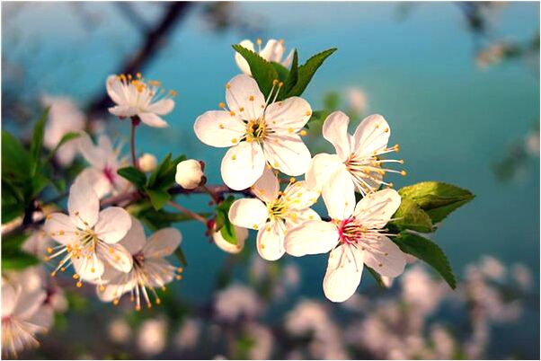 夢見生了個大胖小子後失蹤了是凶兆還是吉兆_周公解夢官網