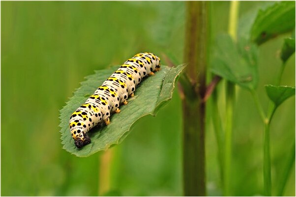 夢到了別合伙人很多百元鈔是吉兆嗎?_周公解夢官網