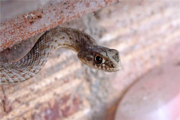 夢見幾條蛇是什麼意思_周公解夢