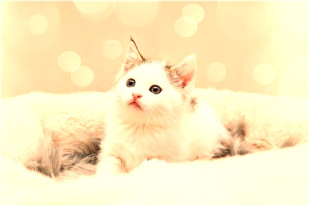 夢見自己的同事親了我預示什麼_周公解夢官網