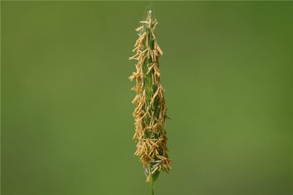 夢見草籽怎么說_周公解夢