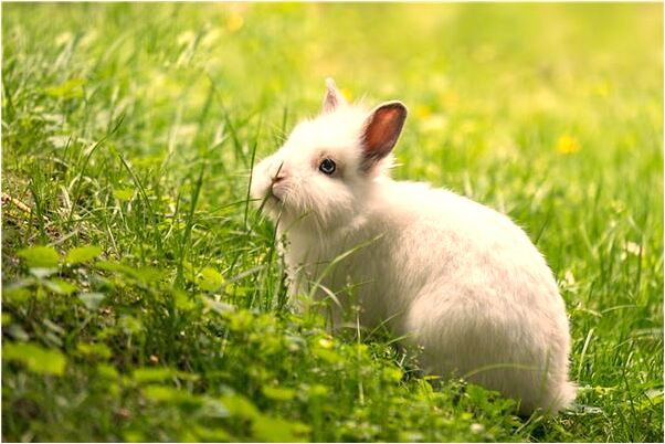 夢見去世的老師在上課什麼寓意_周公解夢官網