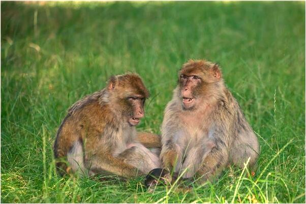 夢見自己養了兩條大蛇是什麼徵兆_周公解夢官網