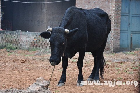 Dream of the black bull