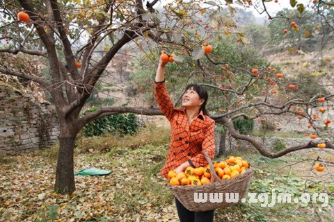 Dream of picked persimmon
