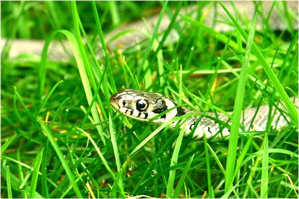 夢到夢自己小孩被送關材代表什麼_周公解夢官網