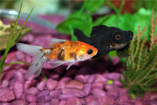 夢見給魚換水是什麼意思_周公解夢