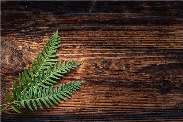 夢見自己買了二隻甲魚有什麼寓意嗎_周公解夢官網