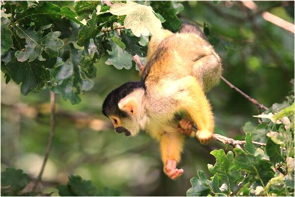 夢到了無毛的小狼有什麼意思_周公解夢官網