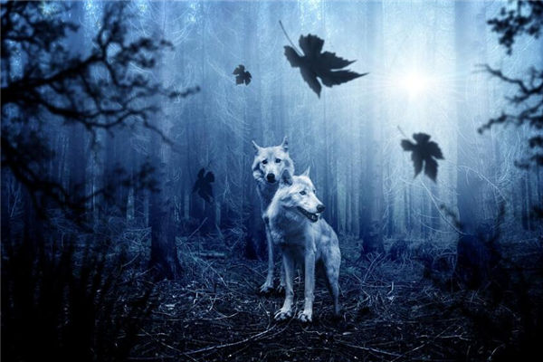 夢見狼進家裡是什麼意思_周公解夢