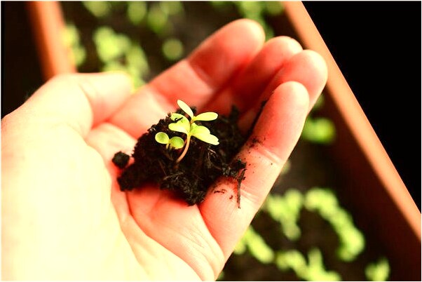 夢到煤球爐微火什麼寓意_周公解夢官網