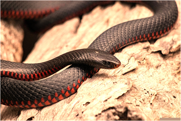 夢見自己一直吐痰是什麼兆頭_周公解夢官網