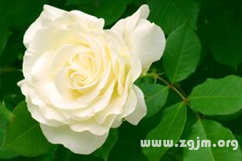 Dream of white roses