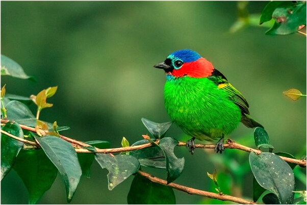 夢見在田裡抓到很多小魚預示了什麼_周公解夢官網