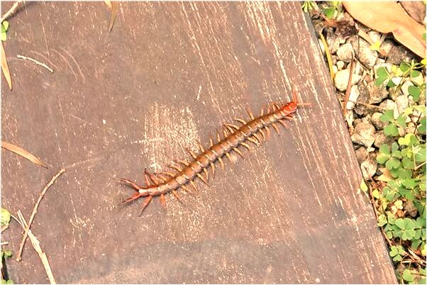 夢見看到異性但看不清臉是什麼預兆？_周公解夢官網