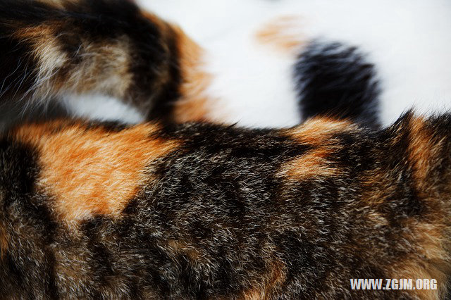 夢見騎馬奔跑有_周公解夢夢到騎馬奔跑有是什麼意思_做夢夢見騎馬奔跑有好不好_周公解夢官網