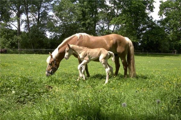 馬年犯太歲如何化解_十二生肖