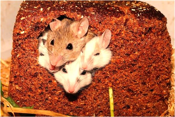 夢見偷吃寺院東西是什麼徵兆_周公解夢官網