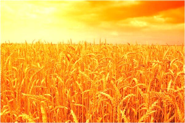 夢到自己衣服扣掉了預兆了什麼嗎_周公解夢官網