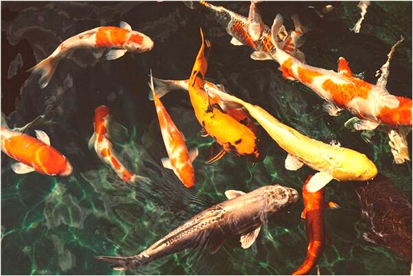 夢到門面被燒了有什麼含義_周公解夢官網