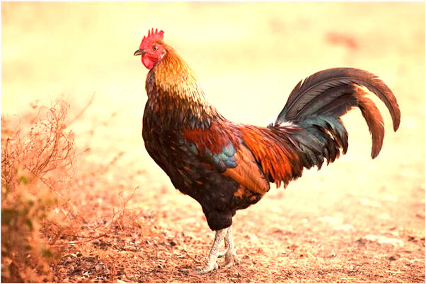 夢見和弟弟發生性行為有什麼預兆_周公解夢官網