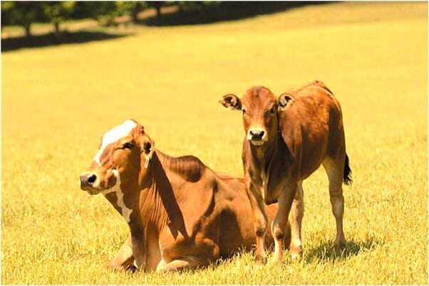 夢到自己塗潤膚露是不是好的徵兆呢_周公解夢官網