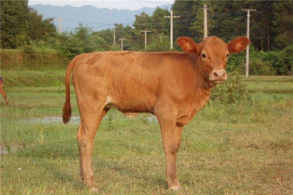 夢見牛：牛入家，主富貴；牛出門，好事散_周公解夢