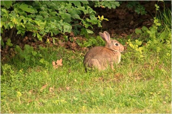 夢到老公抓魚和龜有什麼含義_周公解夢官網