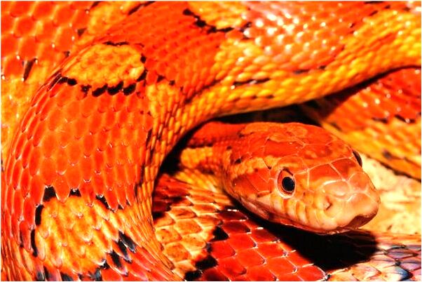 夢到菜園的菜長得特別茂盛有何寓意_周公解夢官網