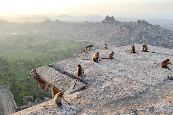 屬猴最苦月份_十二生肖