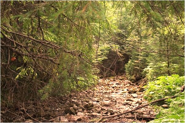 夢到被狗咬耳朵楠姐追著它打有什麼意思_周公解夢官網