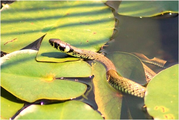 夢見大龜是否有財什麼預兆_周公解夢官網