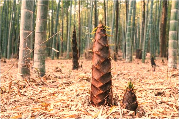 夢到了車子被別人砸到什麼寓意_周公解夢官網