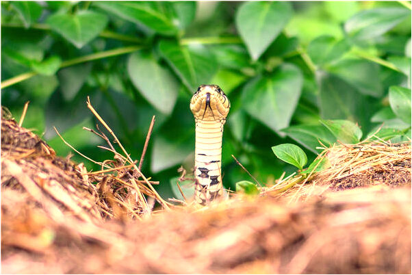 夢到綠色的月亮是凶兆還是吉兆_周公解夢官網