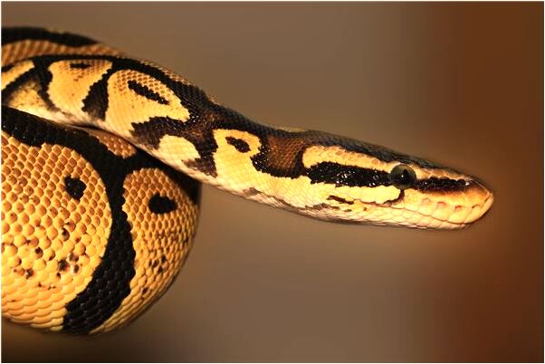 夢見吻別人老婆有什麼預兆_周公解夢官網